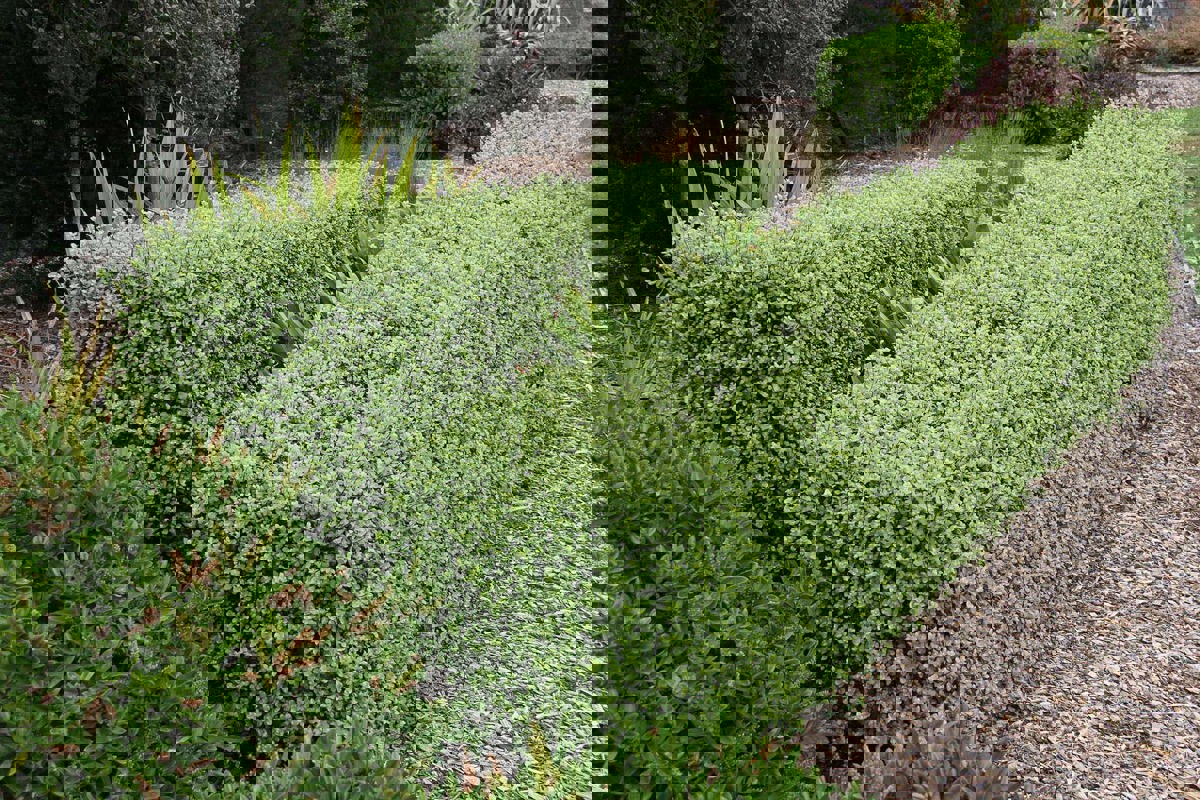 Pittosporum Wrinkle Blue (1).jpg